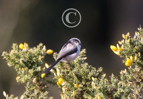    Long tail-tit DM1857